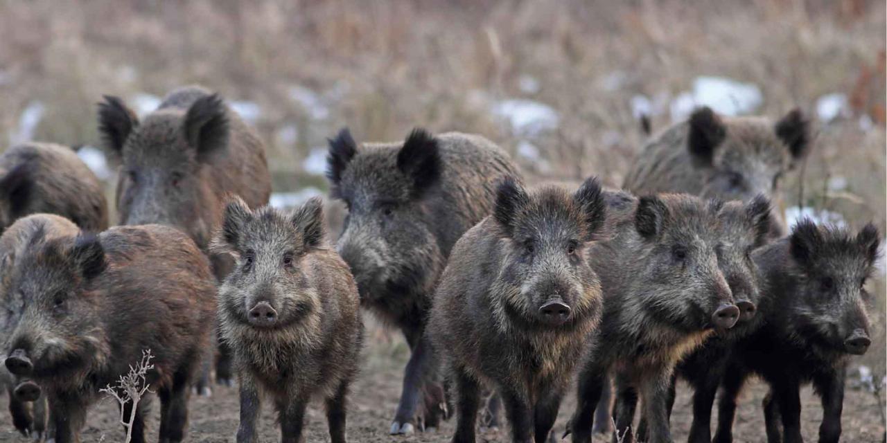 Feral Hogs Department of Agriculture