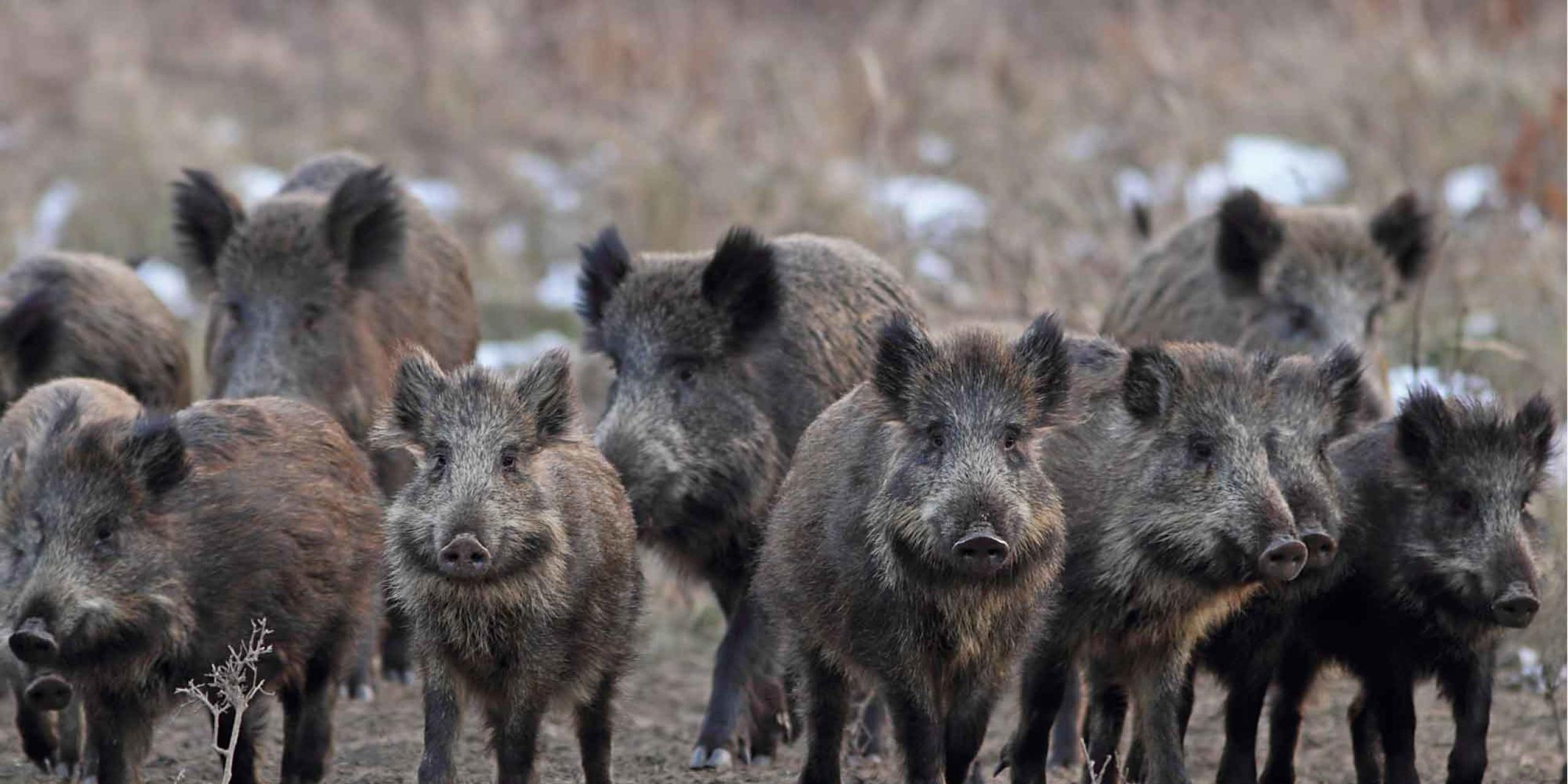 Feral Hogs | Georgia Department of Agriculture