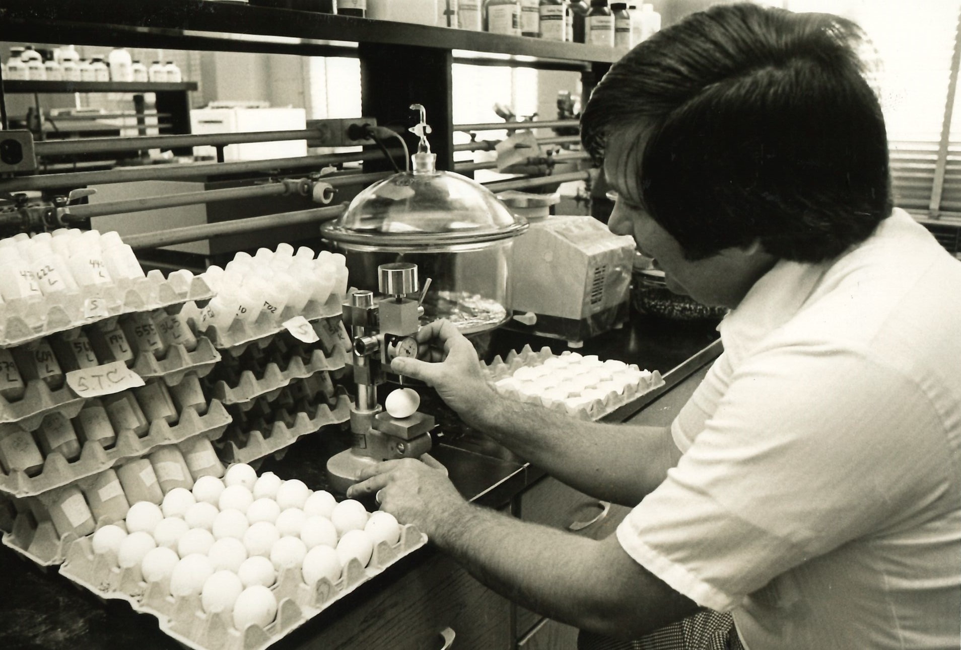 (1981) Dr. Walter M. Britton, UGA College of Agriculture, uses research instrument to measure deformation of eggshell strength