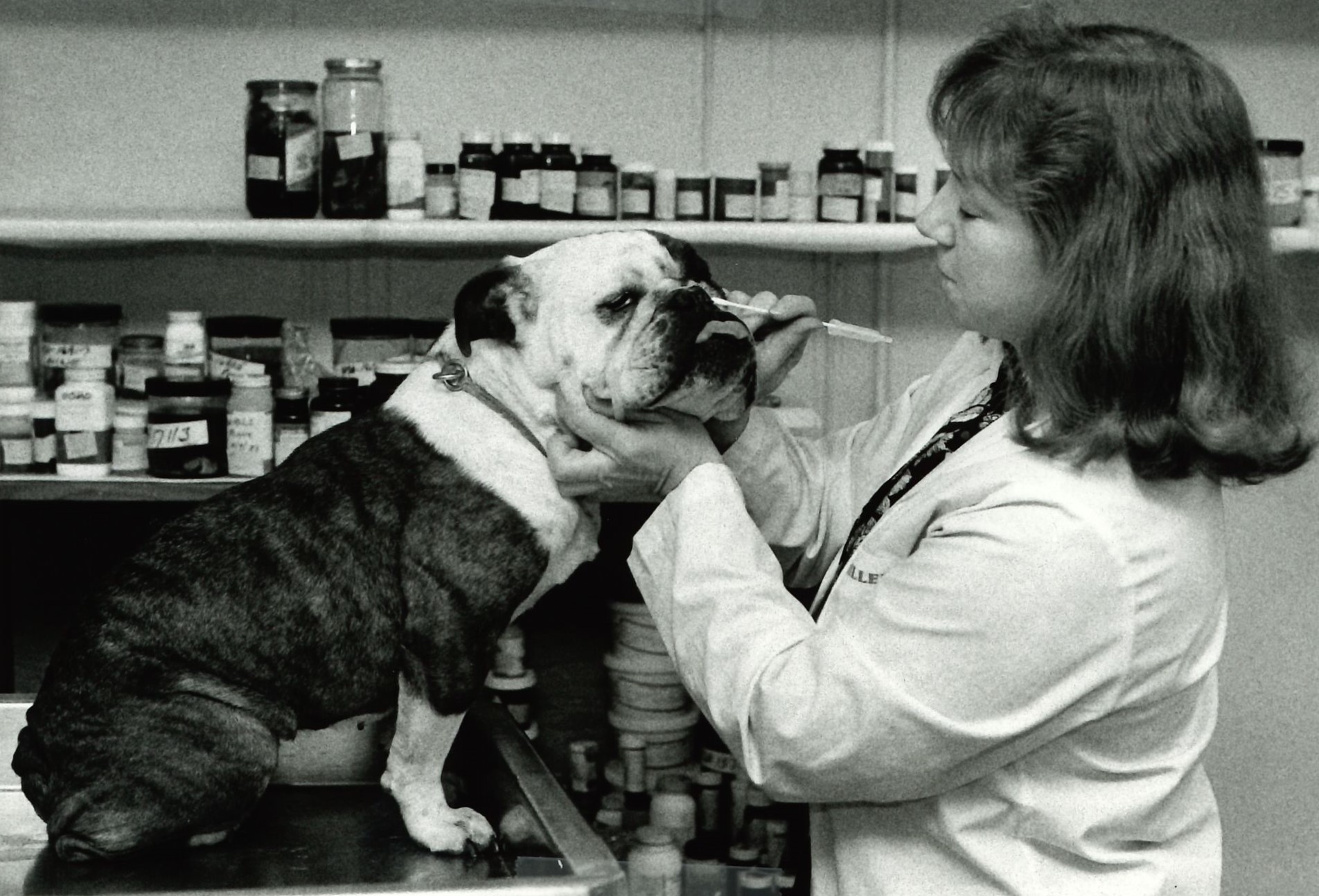 (Date Unknown) Dr. Doris Miller, a veterinary pathologist at Athens Veterinary Diagnostic Laboratory, uses a nose swab on a bulldog to test for bacterial or fungal infection.