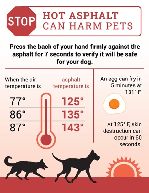 Hot Asphalt Can Harm Pets Hot Asphalt Can Harm Pets