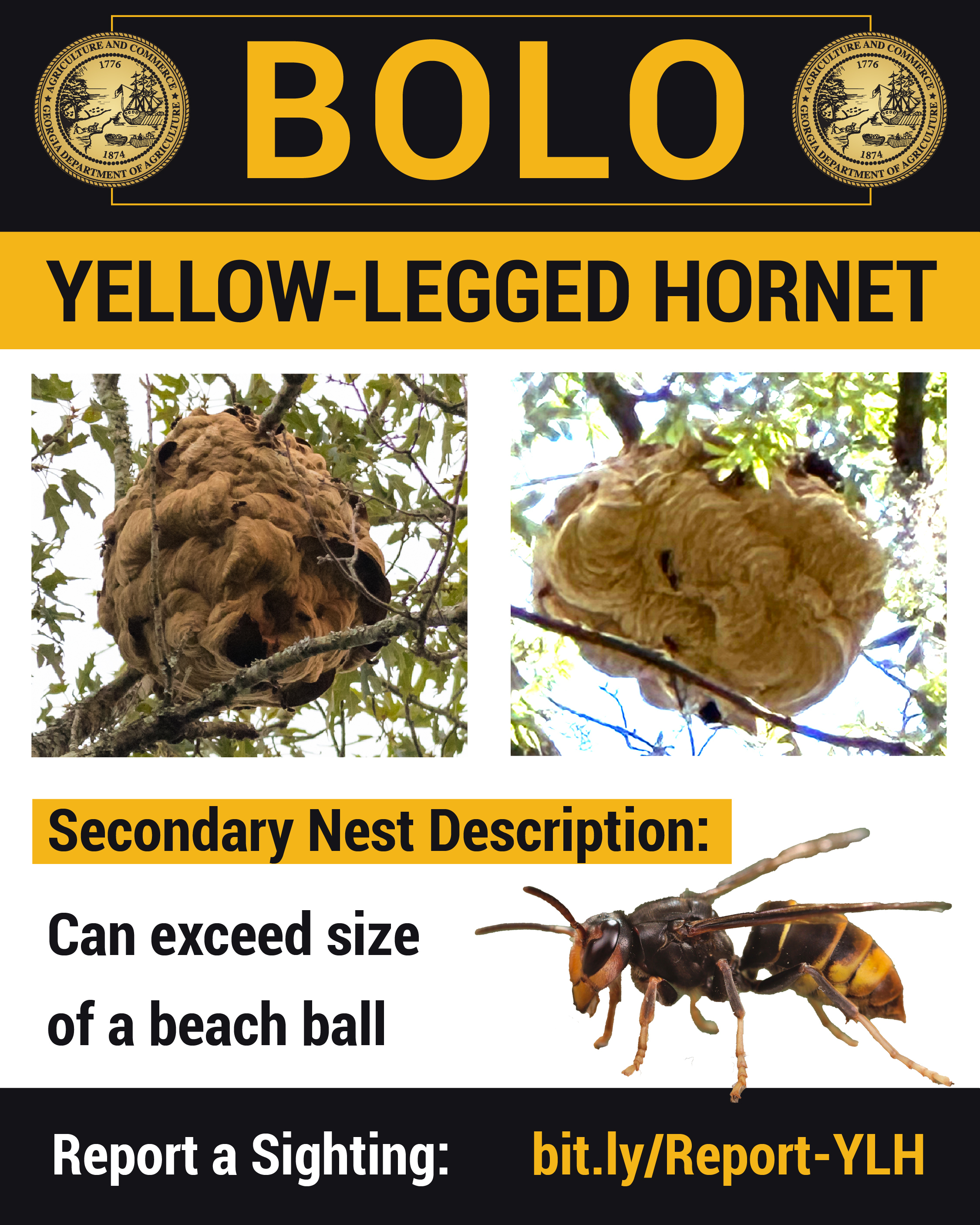 Georgia Agriculture Commissioner Tyler J Harper Calls on Public to Report Yellow-Legged Hornet Secondary Nests