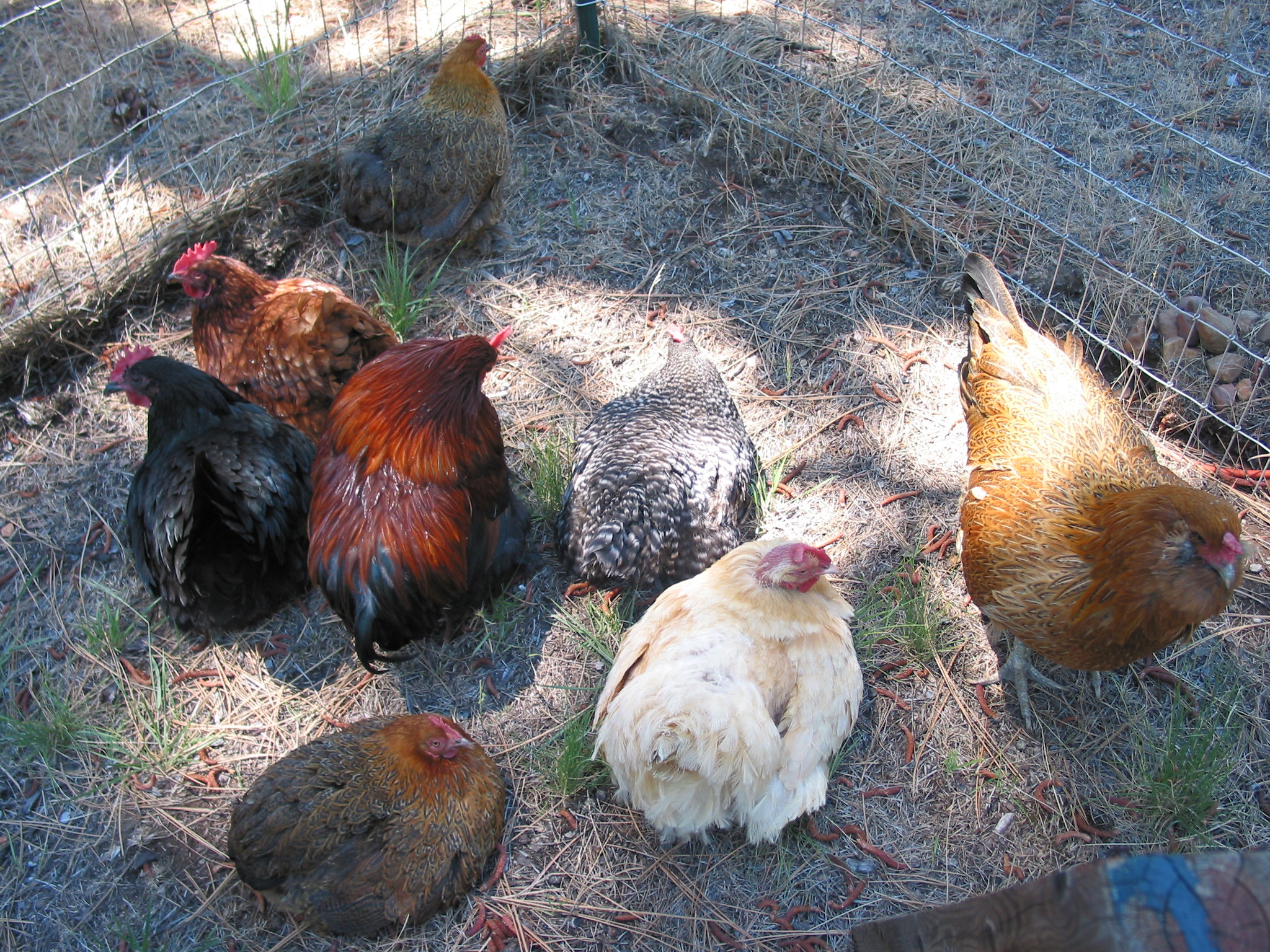 Bantam roosters and hens inside a pen.