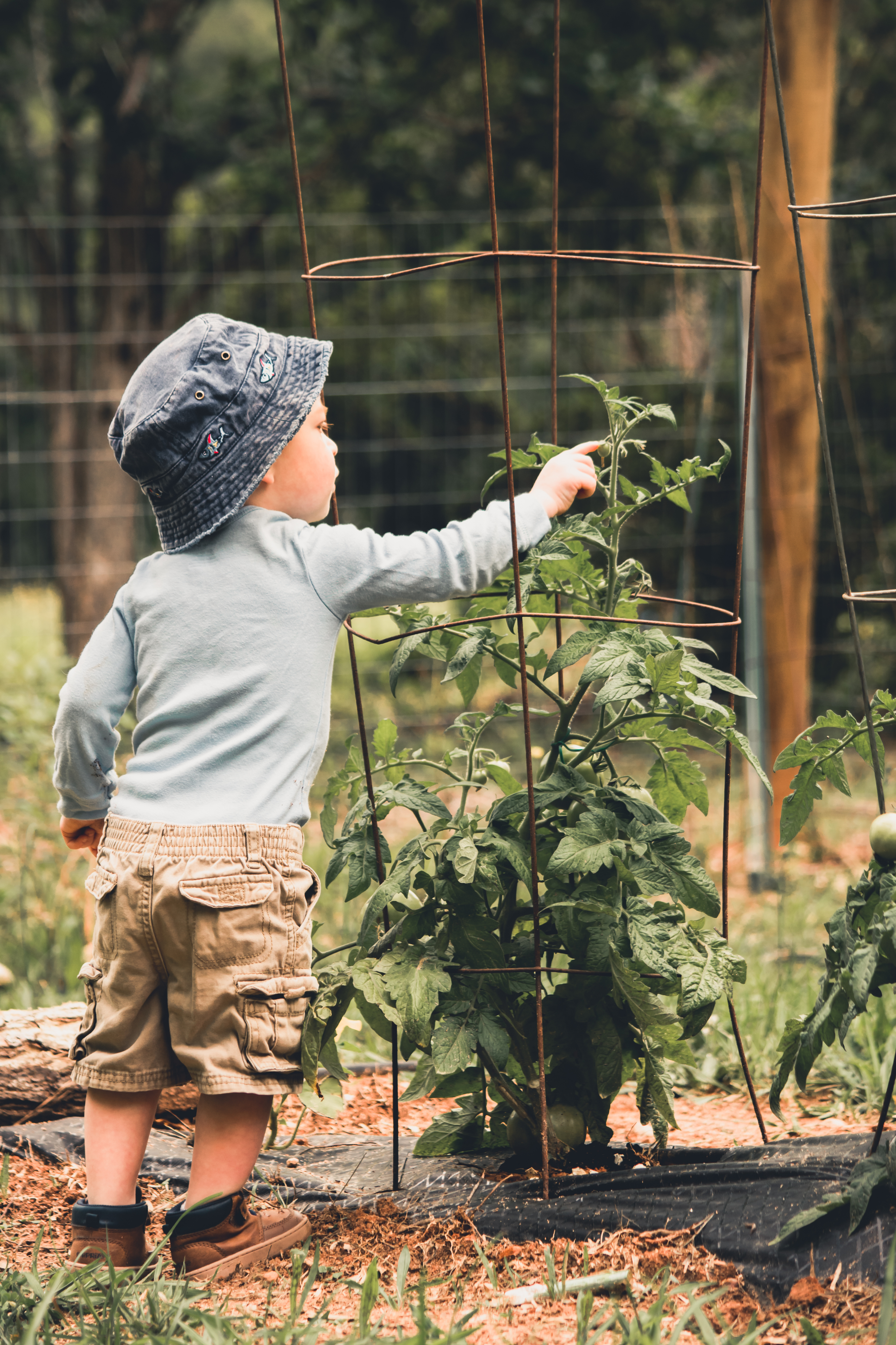 Child with Tomato Plant