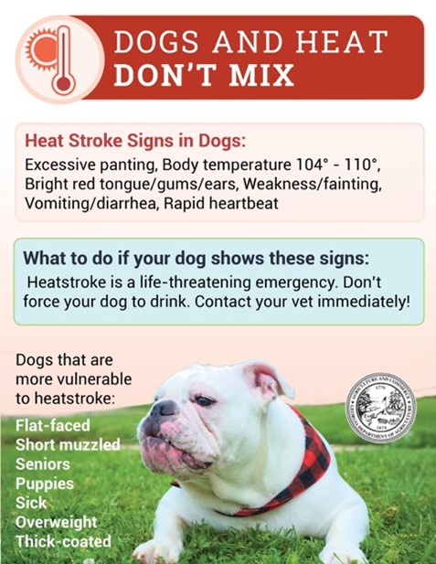 Signs of Heat Stroke in Dogs Signs of Heat Stroke in Dogs