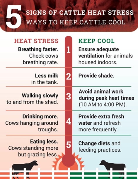 Five Ways to Keep Cattle Cool Five Ways to Keep Cattle Cool