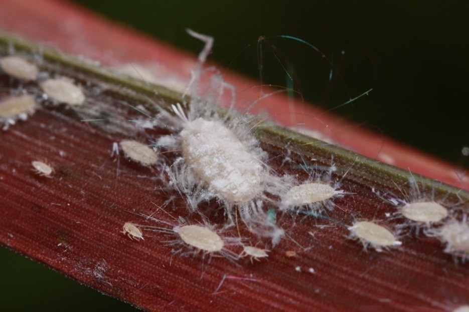 Pasture mealybug adult female and nymphs on a blade of limpograss. Photo courtesy Florida Department of Agriculture and Consumer Services, by Erin C. Powell, Ph. D. 