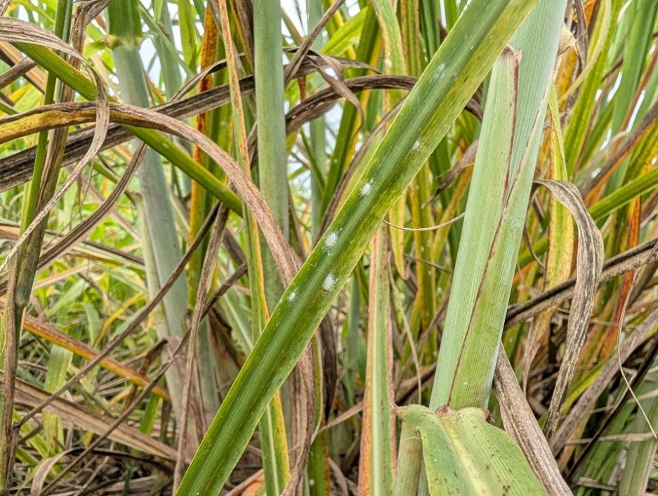 Pasture mealybug on sugarcane, showing the yellow damage. Photo courtesy Florida Department of Agriculture and Consumer Services, by Erin C. Powell, Ph. D. 