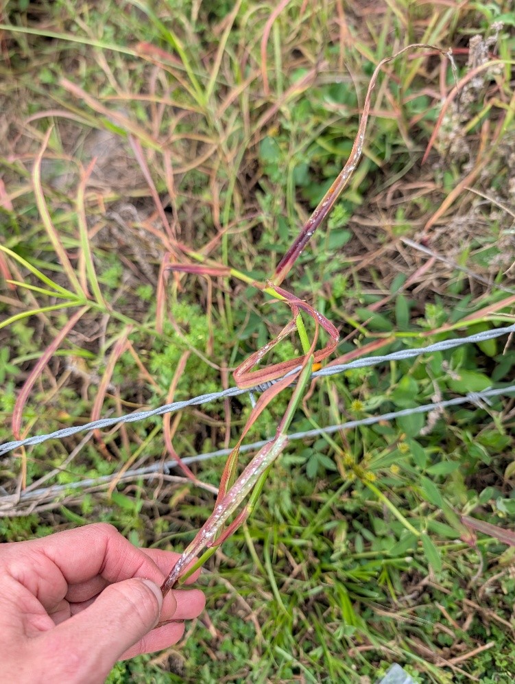 Reddening and dying leaves with pasture mealybugs visible on limpograss. Photo courtesy Florida Department of Agriculture and Consumer Services, by Erin C. Powell, Ph. D. 