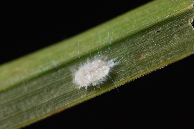 Pasture Mealybug Photo courtesy Florida Department of Agriculture and Consumer Services, by Erin C. Powell, Ph. D. 