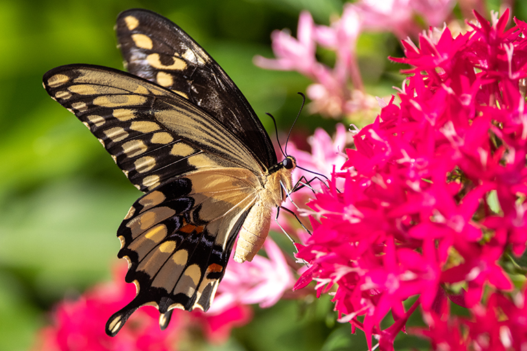 Butterfly and pink flowers in a garden