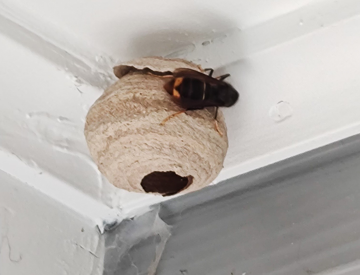 Yellow-legged Hornet Found, New Season Of Tracking And Eradicating 