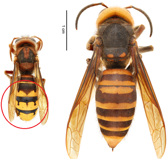 Northern giant hornets 