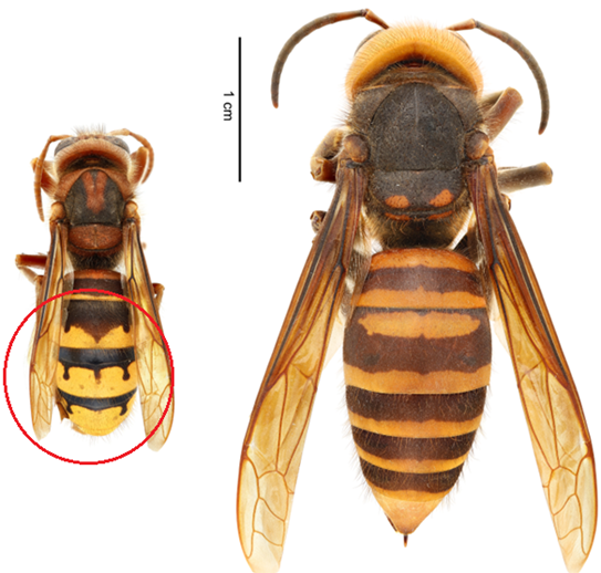 japanese hornets in georgia