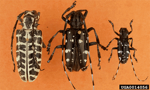 asian longhorned beetle