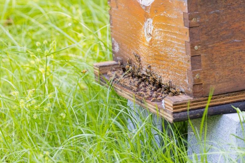 Hawking behavior – Yellow-legged hornets hover outside a honey bee's hive waiting for foraging bees to return. That's when they attack and carry off the bees to their own colony to feed their developing brood.  - Georgia Department of Agriculture