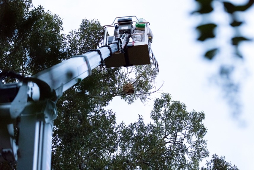 Crews ascend approximately 60 feet in a bucket lift to eradicate the nest.  - Georgia Department of Agriculture