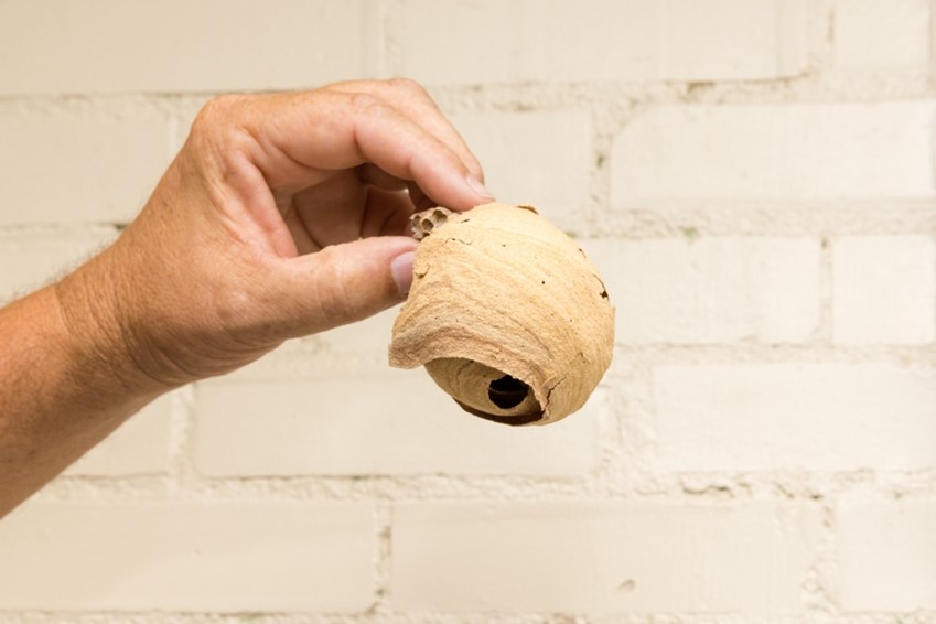 Yellow-legged hornet  Embryo nests 