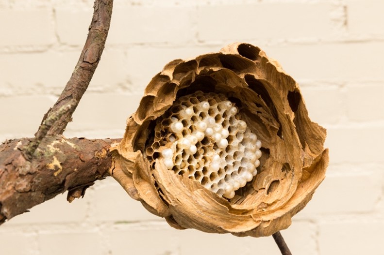 Interior view of a removed yellow-legged hornet secondary nest.  - Georgia Department of Agriculture