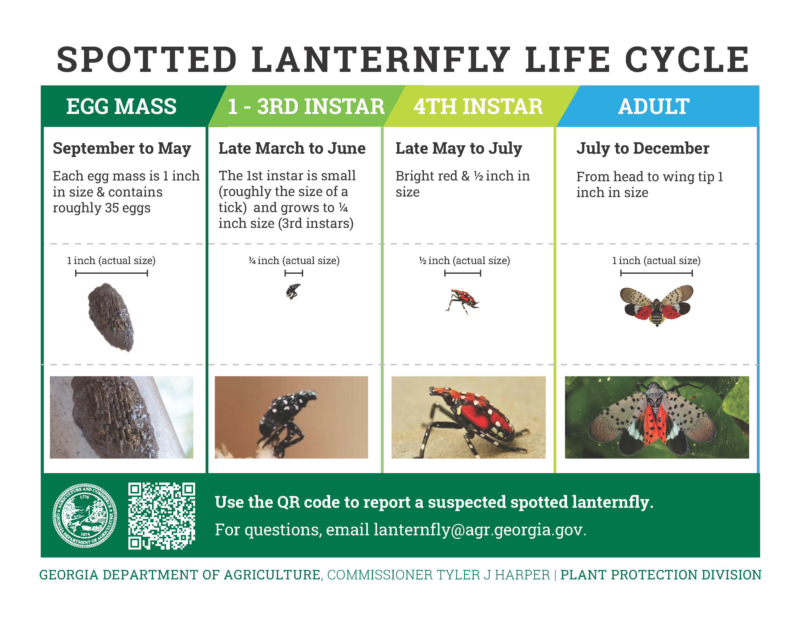 Spotted Lanternfly Life Cycle