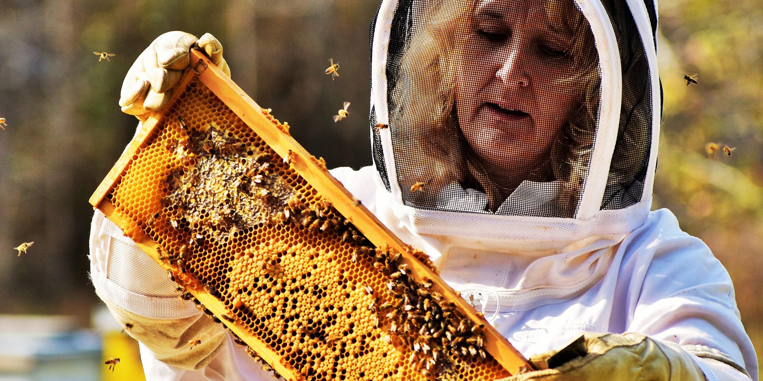 apiary-program-honeybees-georgia-department-of-agriculture
