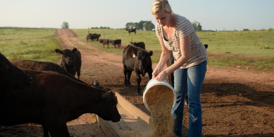 animal-feed-georgia-department-of-agriculture