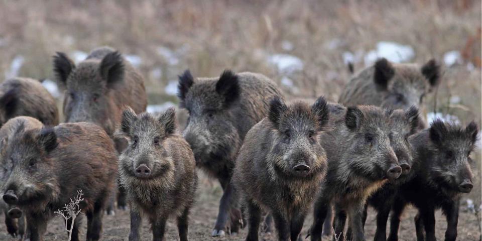 herd-feral-hogs.jpg