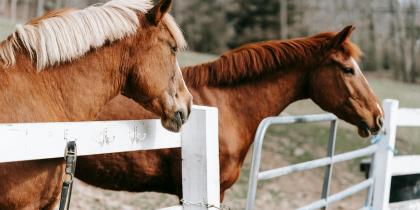 Two Horses in Paddock