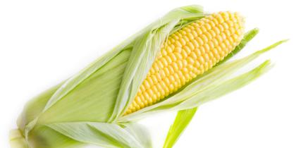 Yellow Corn