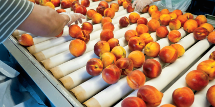 Workers sorting peaches
