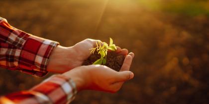 Plant and Soil