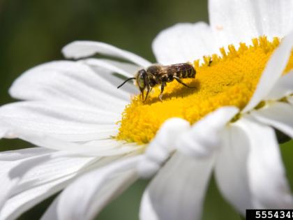 Bee and white flower. Image Source: David Cappaert, Bugwood.org