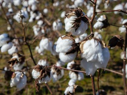 Branches with Cotton Balls