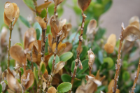 Example of Boxwood Blight